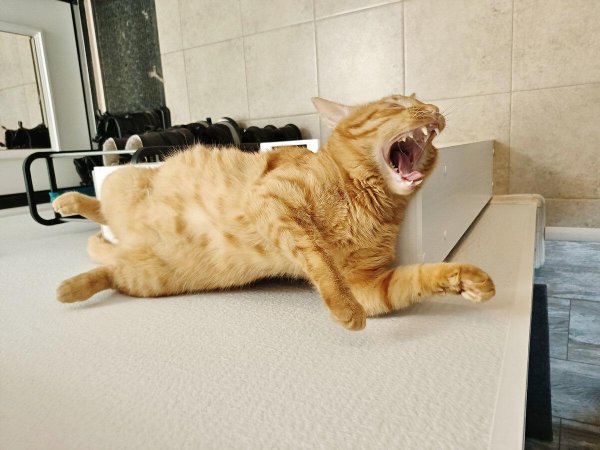 смешных котиков