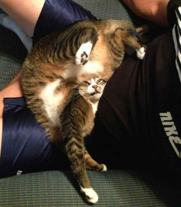 смешные позы котов