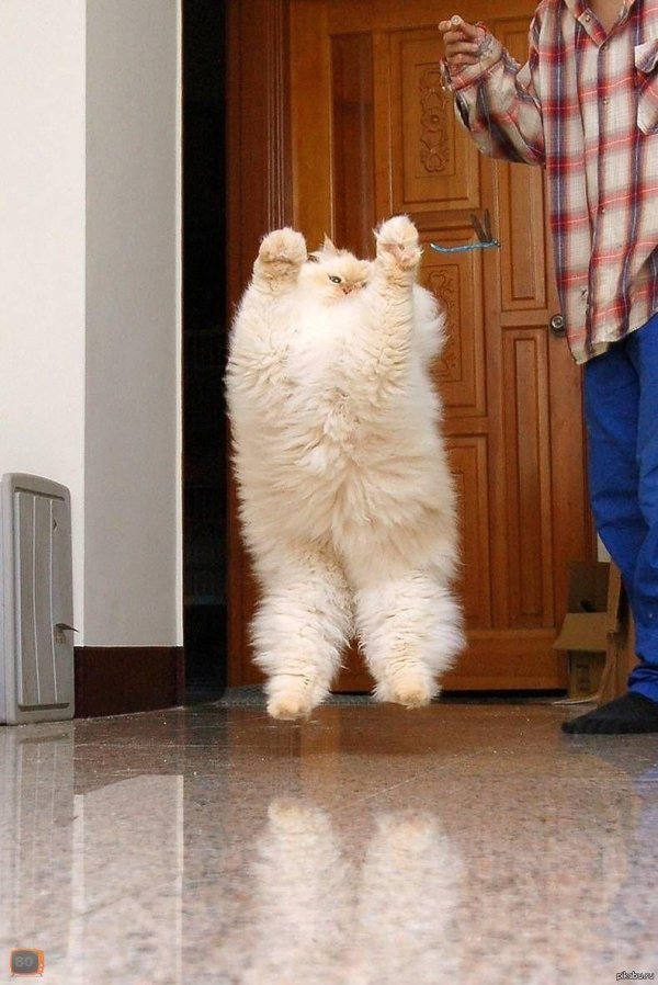 Самые котов