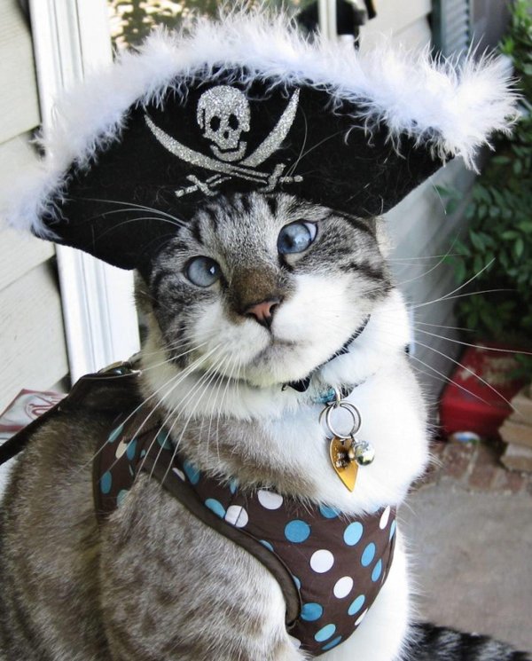 кот пират