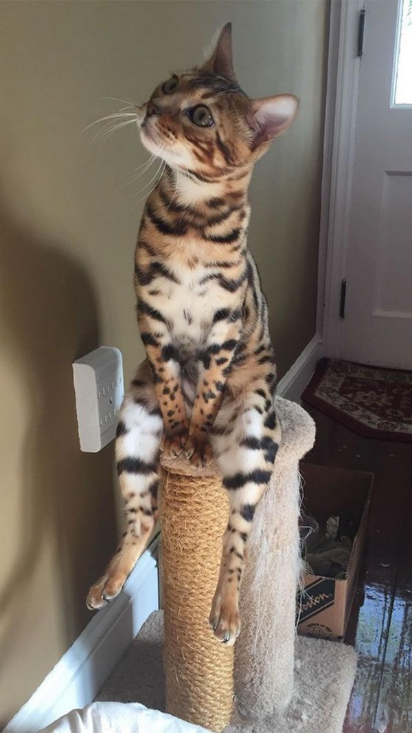 бенгальская кошка