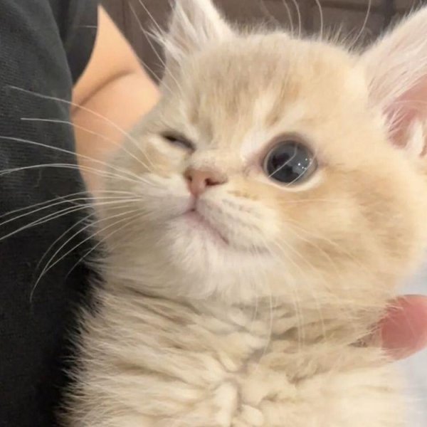 просто котик