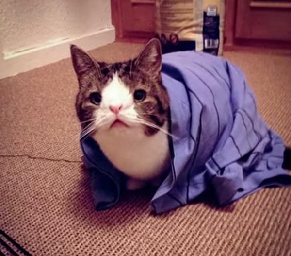 необычные котики