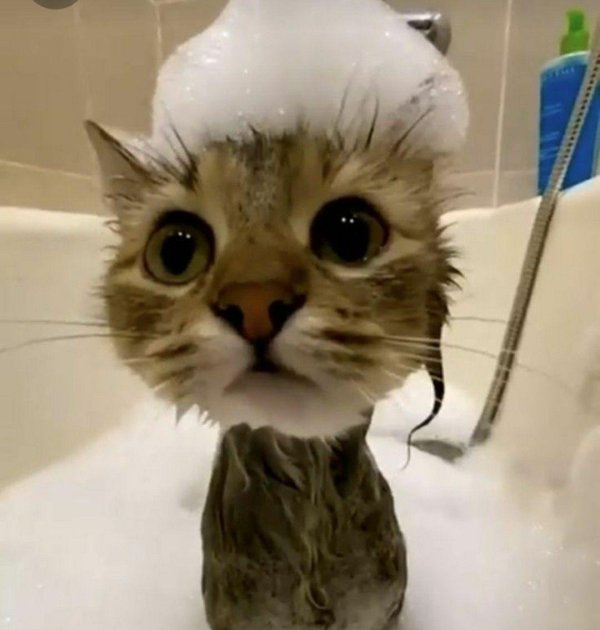 котенок смешной