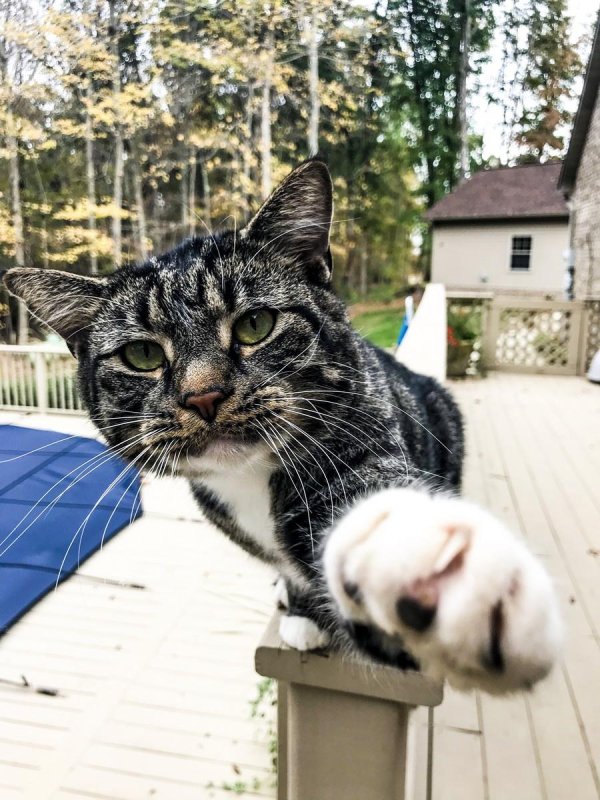 коты смешны и круты