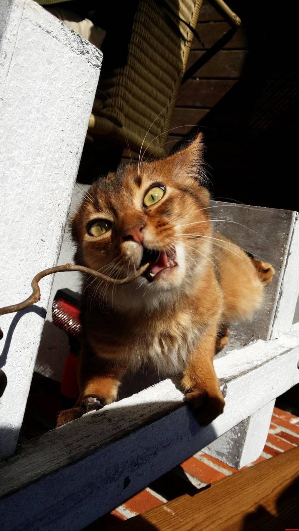 сумасшедшие кошки