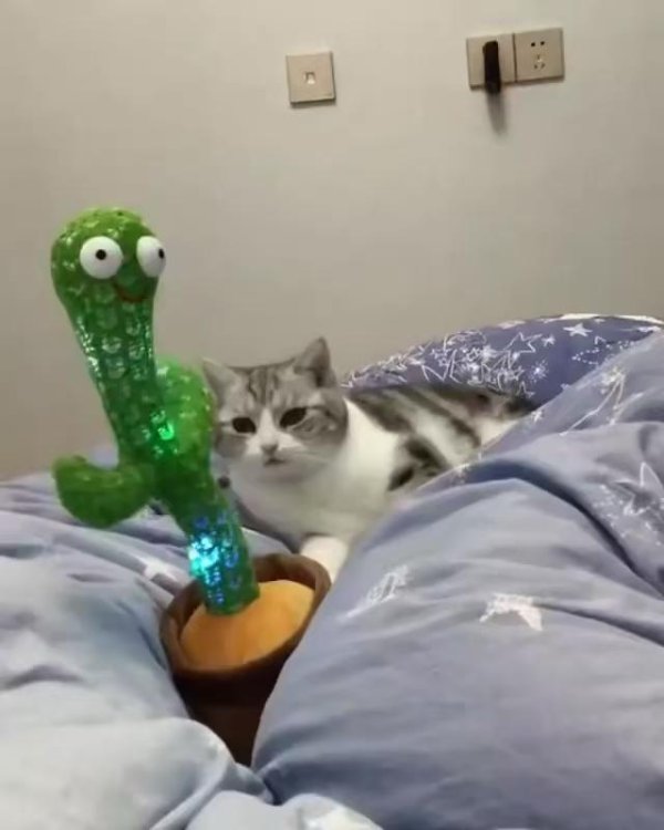 животные забавные