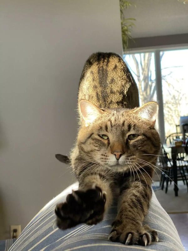 популярные коты