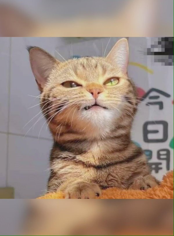 кошка веселая