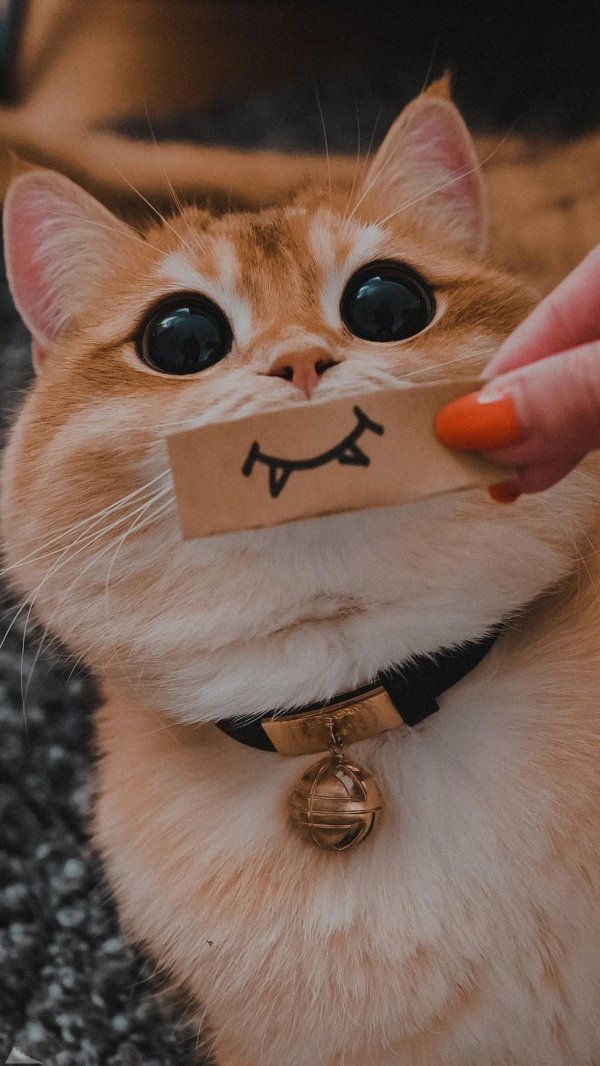 милые котенок