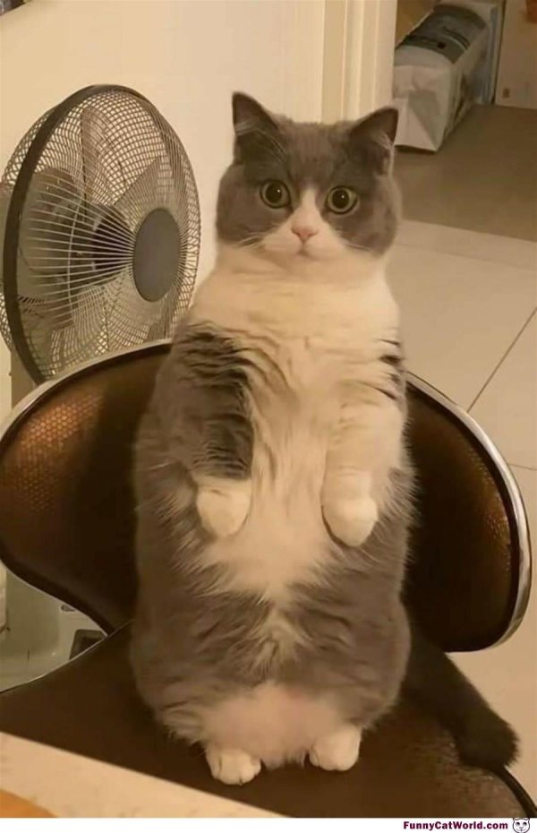 мем про кота