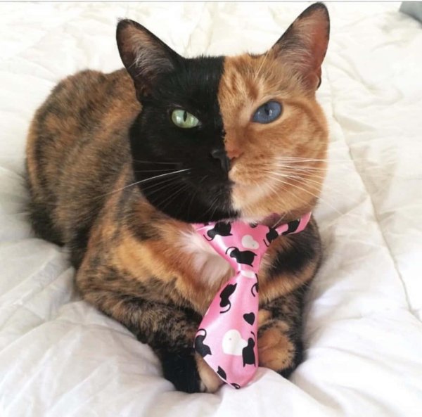 необычные коты