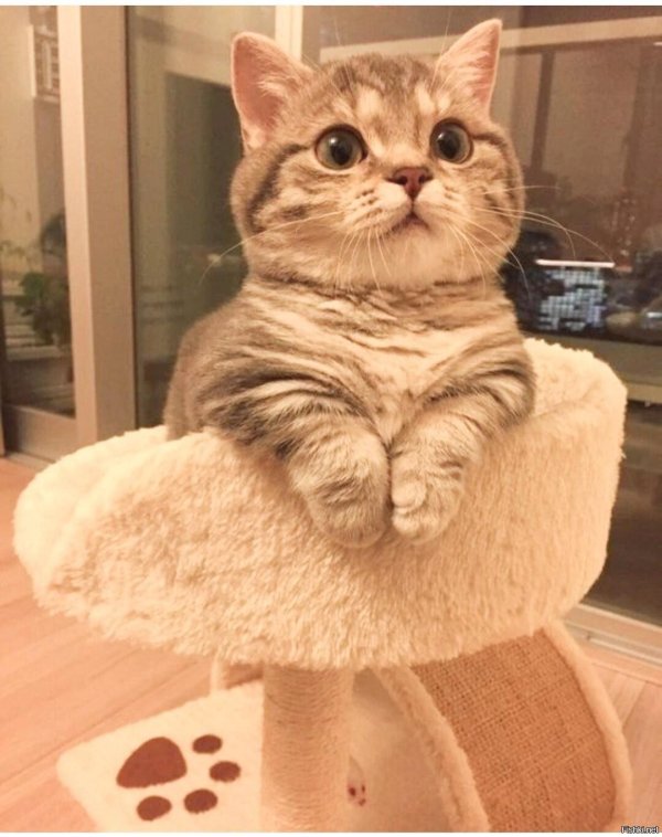 котенок смешной