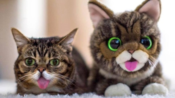 милые смешные котики