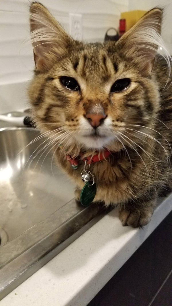 прикольные котики