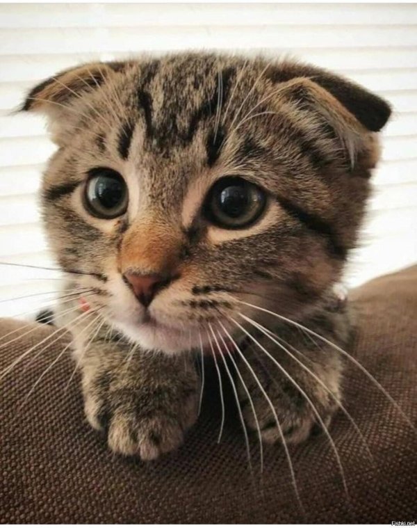 шотландская вислоухая кошка