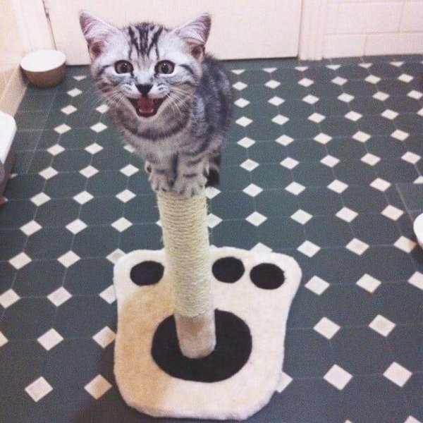 смешные когтеточки