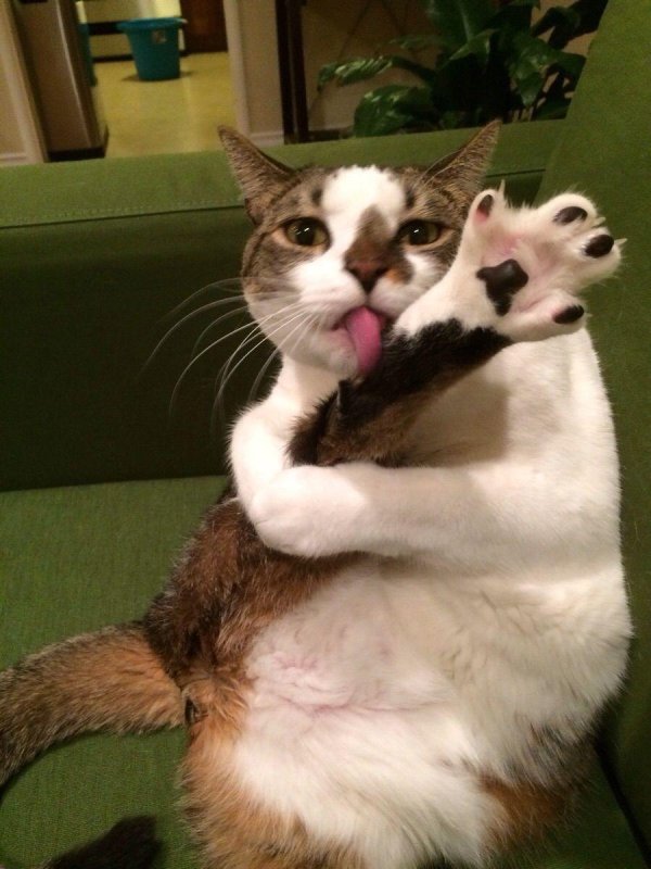 смешные коты и кошки