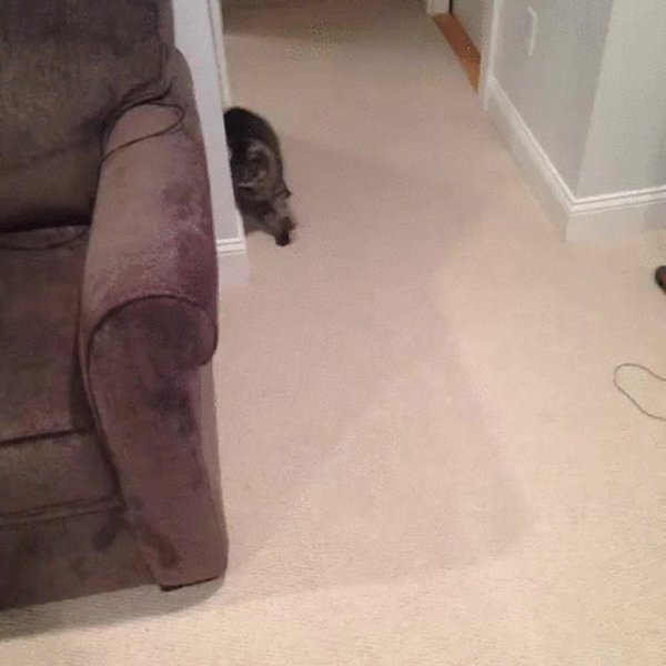 пьяные коты