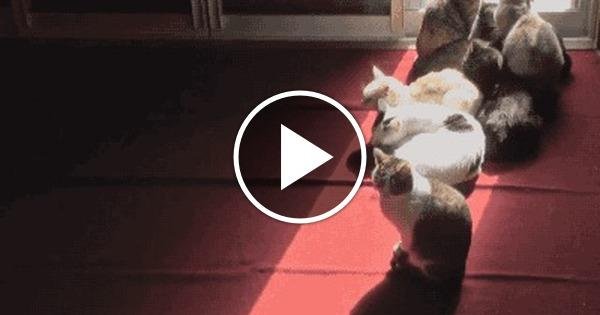 сумасшедшая кошка