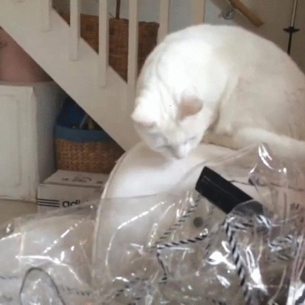 кошка прикольная