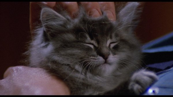 пушистые котики