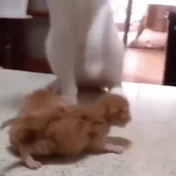 гифка с котом