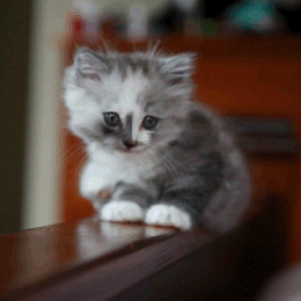 котенок грустный