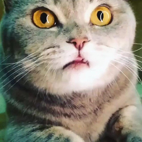 милые котики смешные