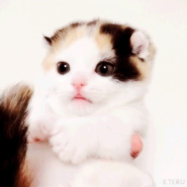 cute kitten