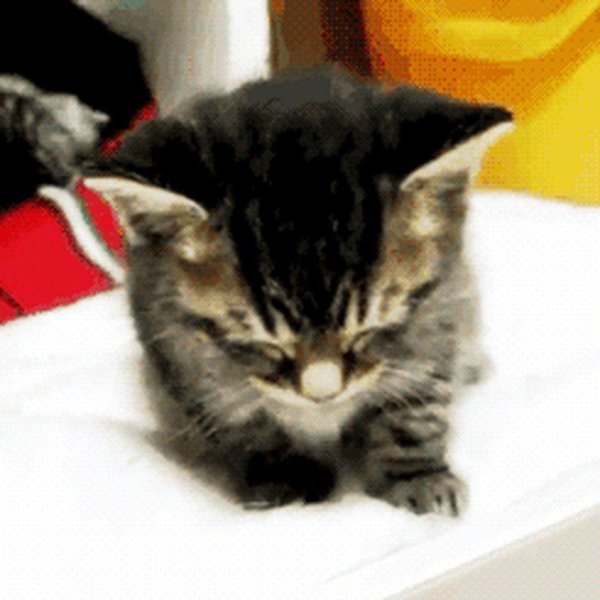 котенок маленький