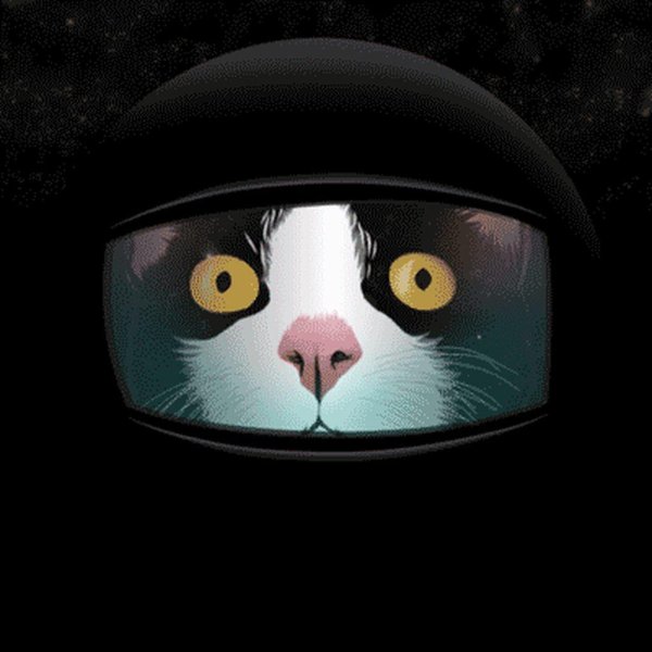 котик в космосе