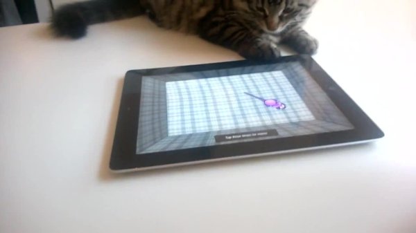 игра для котиков