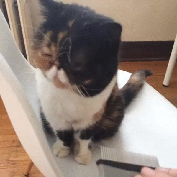 смешной котенок