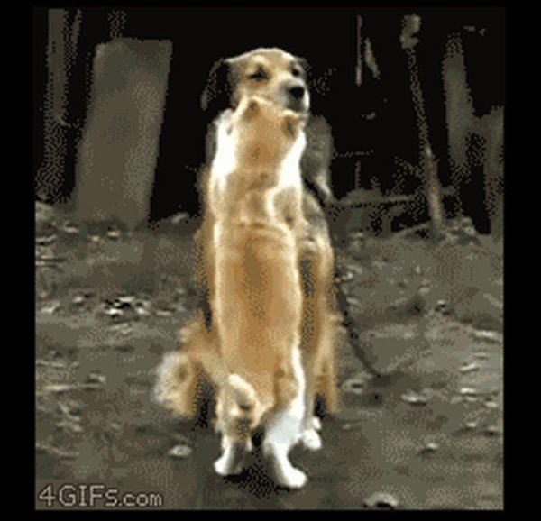 гифка собака