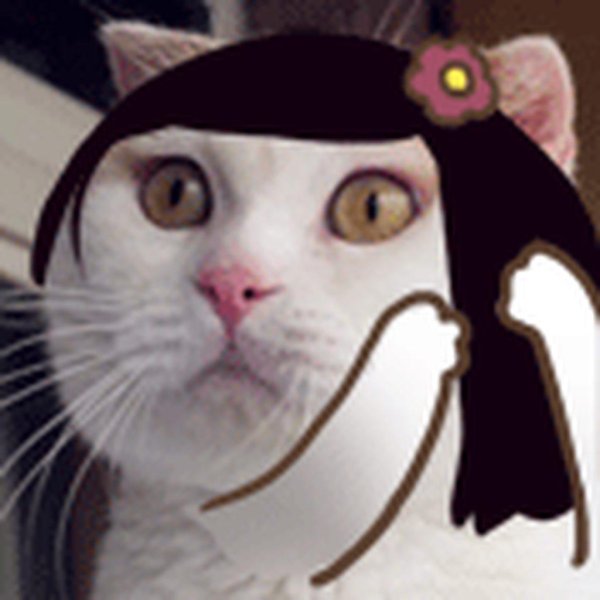 кошачий мем