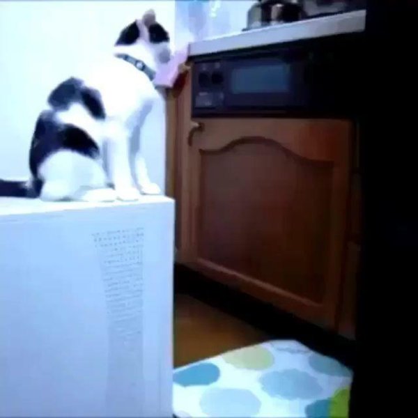 смешная кошка