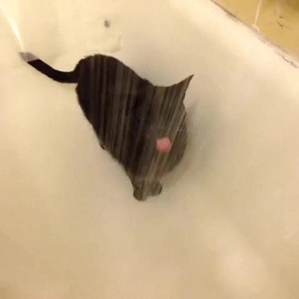 котик в душе