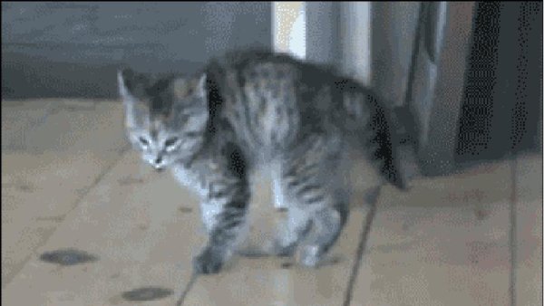 котики живые