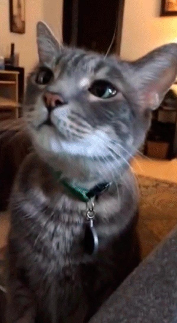 гифки с котиками