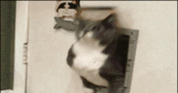 дверь для кота