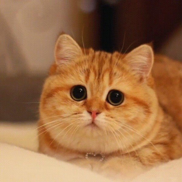 британская шиншилла хосико