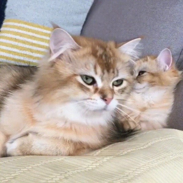 британская золотая шиншилла