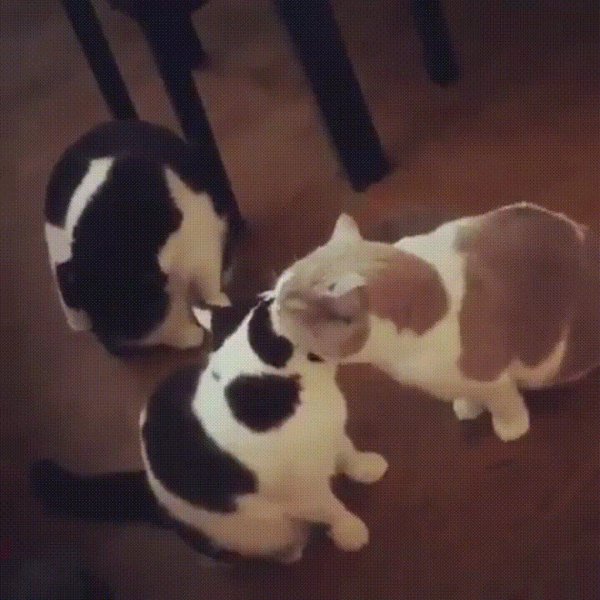 кошки ладушки