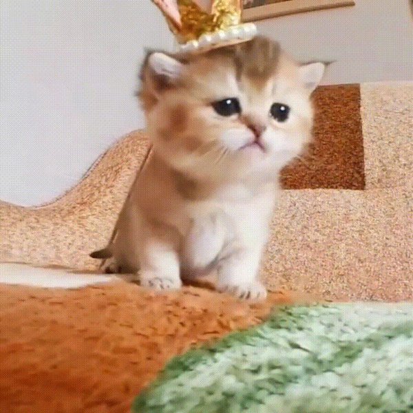 британская золотистая шиншилла