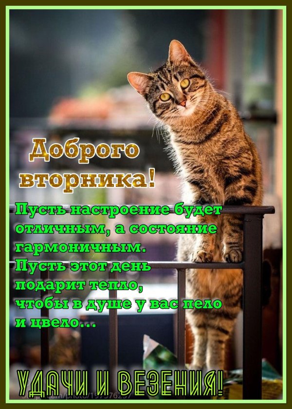 вторник открытка