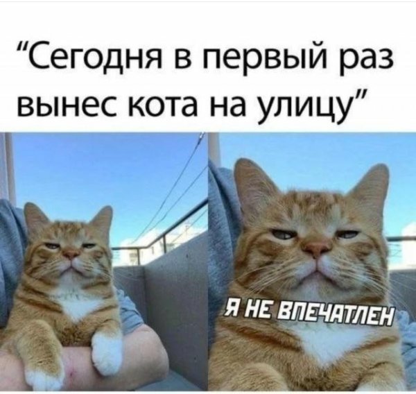 мем про кота
