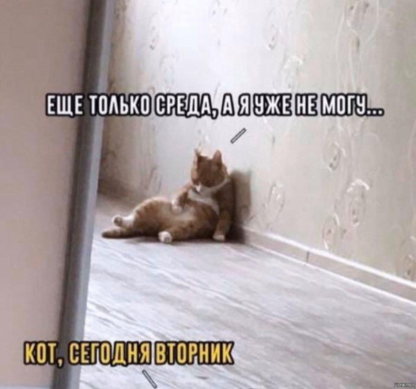 сегодня только среда