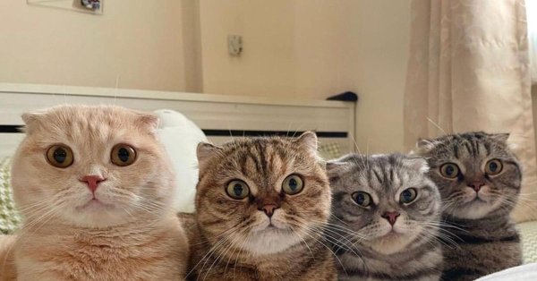 шотландская вислоухая кошка