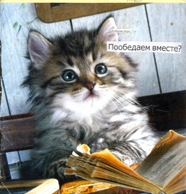 котенок сибирский